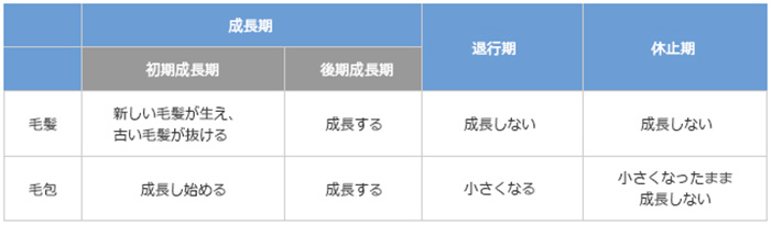 ヘアサイクルにおける毛髪と毛包の状態