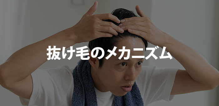 抜け毛のメカニズム