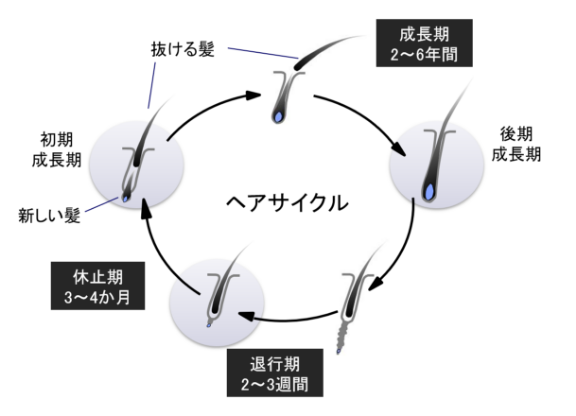 正常なヘアサイクル