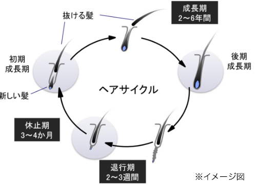 正常なヘアサイクル