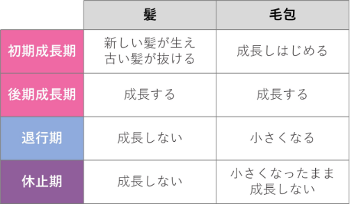 髪と毛包の変化について