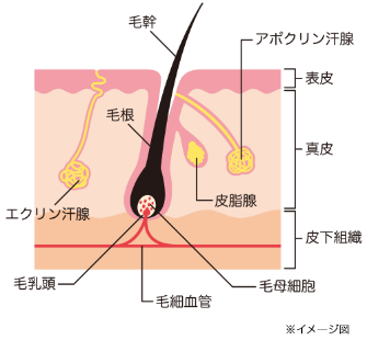 毛包とは