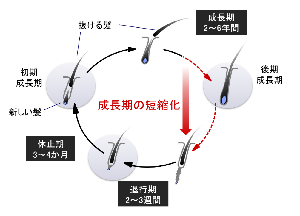 短縮したヘアサイクル