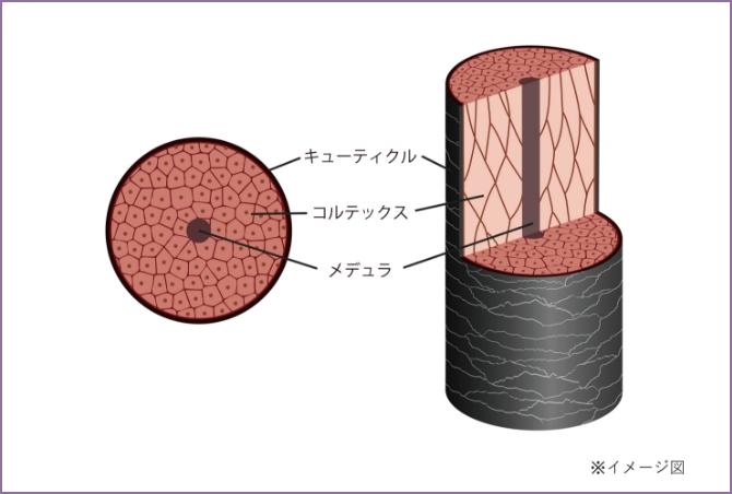 髪の構造 イメージ図